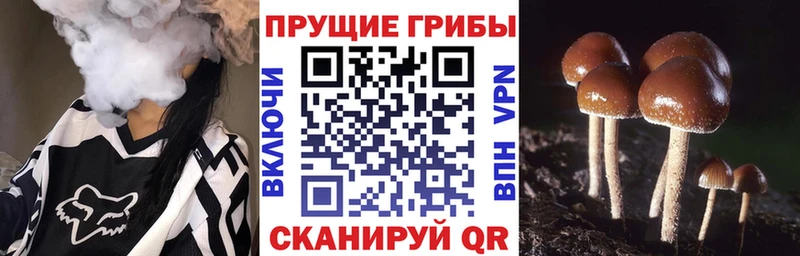 Галлюциногенные грибы прущие грибы  продажа наркотиков  Карачаевск 